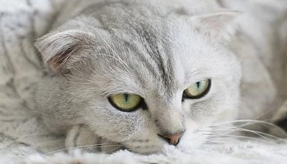 开云电子-怀特塞德对阵广东个人集锦回顾,全场得到28分13篮板